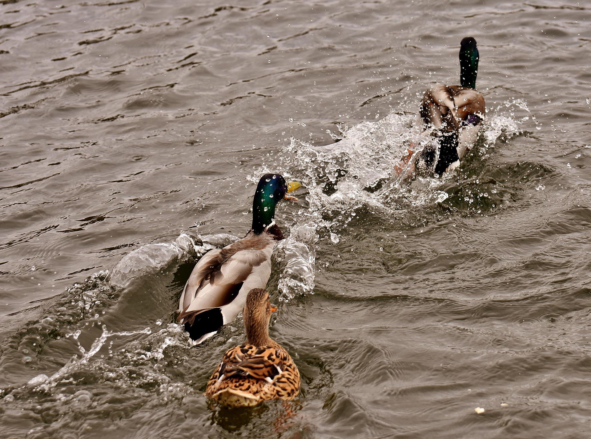 Chasse auw canards Domaine de la Chaurie 02 Chasse auw canards Domaine de la Chaurie 02